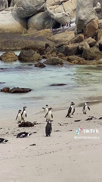 Penguins at Boulders Beach: A Rare Sight in Africa