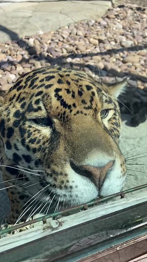 Stealthy Jaguar Cat - Big Cats Watching Over Zookeeper
