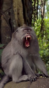 Monkey Yawning on top of a forest rock #nature #monkey #wildlife #yawn #forest #jungle #rock HA92401 | HAWI Studios