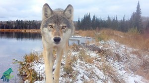 32K views · 3K reactions | Since October, this lone female wolf, who...