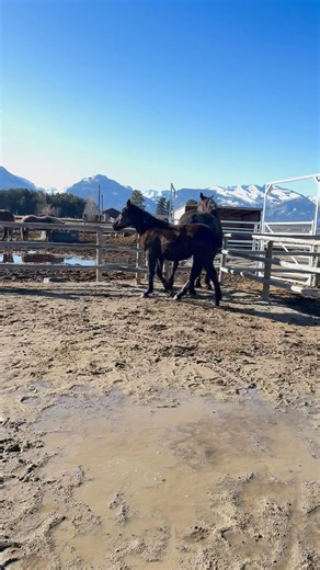 ❤️🐴 MIDNIGHT🐴❤️ is a brand new gelding and did well during and after his castration procedure the other day. Exercise is vital for his recovery now and I decided to turn this afternoon’s exercise into a mom & baby session❤️🐴❤️ | 1 Horse At A Time Draft Horse Rescue
