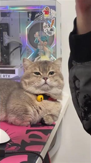 Don't Stay Up Late: Kitten's Age Surprise