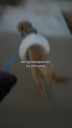 Anyone else beefing with the weather today?? 😤#labradorretriever #yellowlab #windy #dogwalk #winterbreak