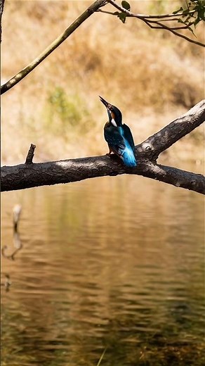 Kingfisher’s Perfect Hunt | Amazing Bird Catching Fish in Slow Motion 🐦🎣