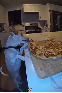 Funny Dog Fails & Dancing Dog Antics 🐶🤣