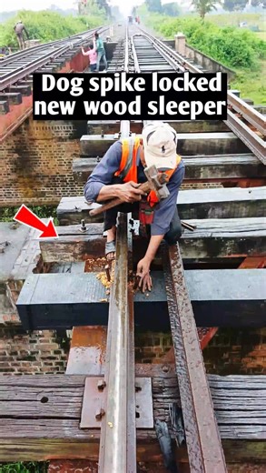 176K views · 623 reactions | Railway dog spike locked track secured new wood sleeper. #reels #railway #railtrack #waymanwork #foryoupageシ | Saidur Rahman | Facebook