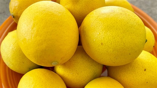 Thinking about planting citrus trees in your yard? What you should know to get started