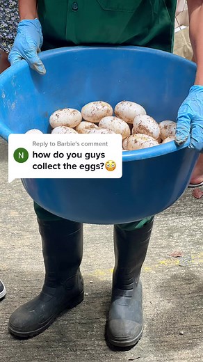 Crocodile Egg Collection and Nest Care Process Explained