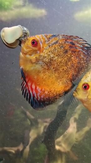 Discus, The game Hra