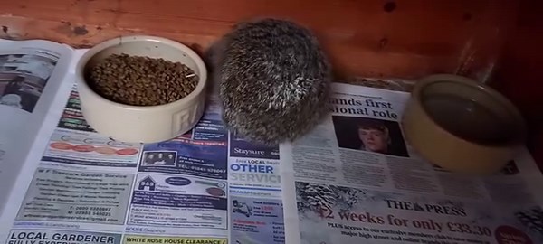 Gilbert is up to 612g today and no longer needs the small heated unit aka boiler room. I've moved him to a large hutch in the hedgehog shed where he will share a nest area with Heather now that Howard has moved to an outdoor hutch to share with Marnie. It's all a balancing act that requires some thought but is worth the effort. | The Disappearing Hedgehog