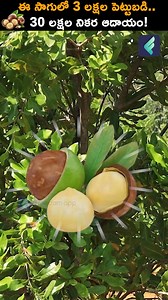 750K views · 10K reactions | macadamia పంటను సాగు చేయండి, లక్షల్లో లాభాలను పొందండి! #reels #macadamiafarming #agriculture #macadamianuts #macadamianutsbusiness #farminginvestment | Boss Wallah Farming Telugu | Facebook