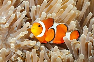 What Anemones Are Good for Clownfish?