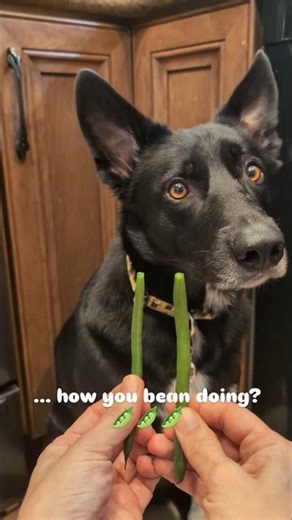 Dog vs Bean #dog #dogfood #dogtreats #dogshorts #doggielife #funnydogs #funny #dogs #doglife