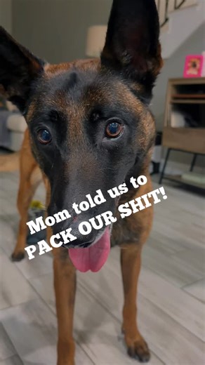 Casey Ann on Instagram: "We have been evicted for ✨personal development✨. Mom said “pack your shit” and now we’re all going to Dogma Academy — a training vacation where we will be graylighted and empowered. We will return calmer, smarter, and fully capable of making eye contact before committing crimes. Do not wait up. We have character arcs now. 🐾 #psa #belgainmalinois @katzknowsdogs @dogmaacademyfordogtrainers @recon.k9 @danny_reconk9"