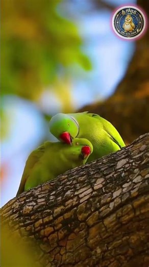 When birds sing, even Robo feels love 🤖🐦❤️