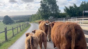 65K views · 3.2K reactions | Lady, our Highland cow, is off to spend some time with Murphy so join Farmer Rob as we check in with our farm's most famous breed as we talk the birds and the bees. It was incredibly windy so we hope you can make out what we are saying. | Cannon Hall Farm | Facebook