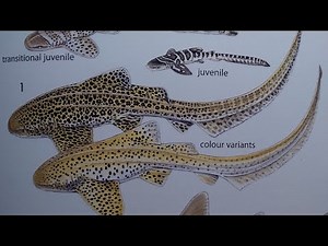 How To Draw a Zebra Shark