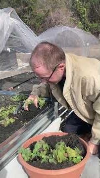 Transplanting Basil