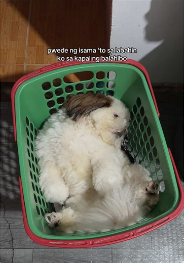 Cute Shih Tzu Moments That Will Make You Laugh