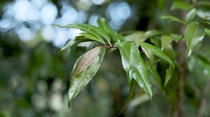 Download Tree branch in a tropical rainforest with blur background. for free