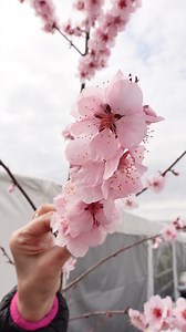 9.1K views · 60 reactions | "Brzoskwinia ozdobna – kwiatowa rozkosz w...