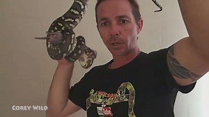 Feeding time for aggressive venomous snake collection including rodent prey