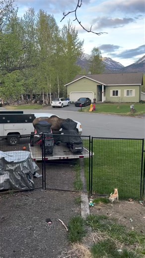 That moose is lucky that fence is there 🤣 •⁣⁣⁣⁣⁣⁣⁣⁣⁣⁣⁣⁣⁣⁣⁣⁣⁣⁣⁣⁣⁣⁣⁣⁣⁣⁣⁣⁣⁣⁣⁣⁣⁣⁣⁣⁣⁣⁣⁣⁣⁣⁣ 🎥 @imnotsoanonymous | Chihuahua Lovers
