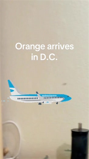 would be pretty cool ig | #whenithappens #didithappen #comedy #fypシ