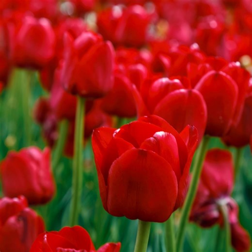 Thompson & Morgan Tulip Patio Mix 80 Bulbs - QVC UK