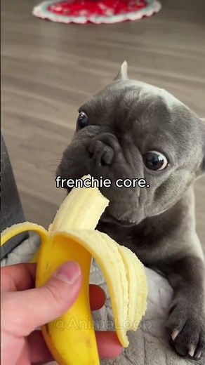 These French Bulldogs are so Cute! 🥺 Frenchie Core