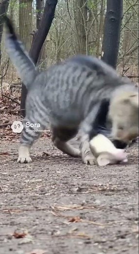 Cat vs Weasel: The Ultimate Showdown