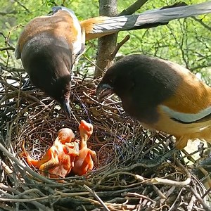 11K views · 161 reactions | Ep#21 - Review bird nest family daily life in their nest | Review mother birds bring food to feed her chicks in the nest!! #reviewbirdnest #birdslover #naturelovers #birdsounds #birdschirping #birdsofinstagram #birdlife #birds #birdswatching #birdsnest #wildbirdsphotography #birdsforest | Bird Plus Nature | Facebook