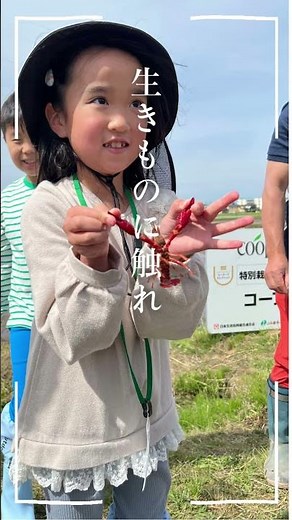 組合員親子がＣＯ・ＯＰ特別栽培米「岩手ひとめぼれ」の田植え体験をしてきました