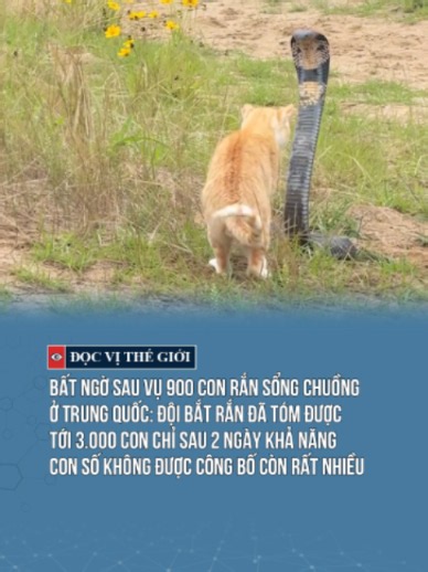 Bất ngờ sau vụ 900 con rắn sổng chuồng ở Trung Quốc: Đội bắt rắn đã tóm được tới 3.000 con chỉ sau 2 ngày khả năng con số không được công bố còn rất nhiều #docvithegioi #tiktoknews #tintuc #news
