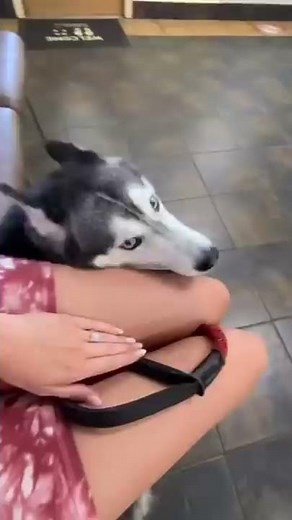 My Husky Does THIS at the Vet Every Time! 🤣