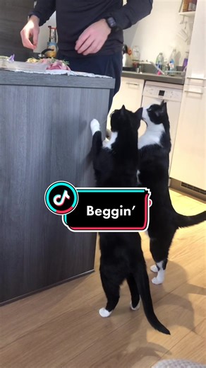 Cat Begging Parody: Funny Comedy Skit ft. Crayzee Cat