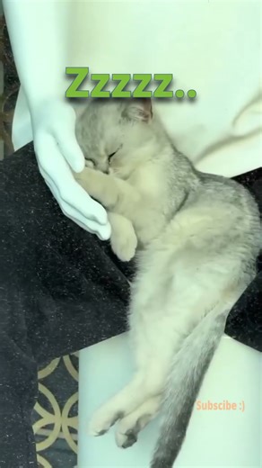 Funny cats #shorts #cat #funny #feedshorts #viral #pets