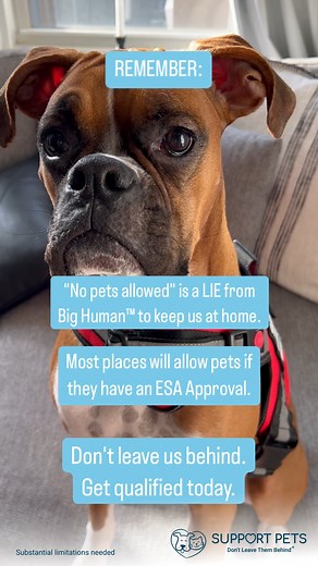 “No pets allowed” ≠ “No ESAs allowed.” 🐾 Keep your pet with you, get ESA approved today💙 | Support Pets