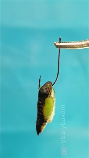 Hooking Live Bait For Big Roach #shorts