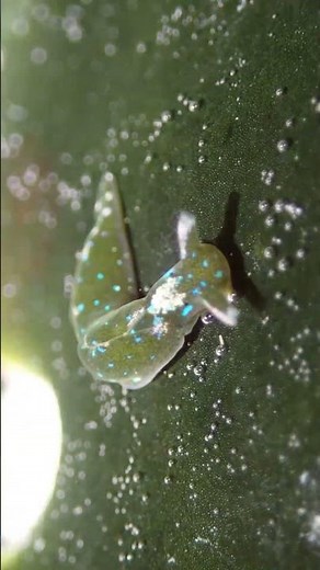 Solar Powered Sea Slugs? Yes. They Steal Sunlight