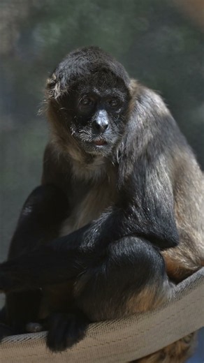 Hispanic Heritage Month: Spider Monkeys