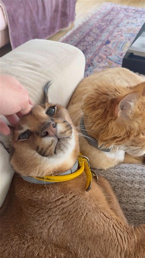 Pumba and Izjuma are the cutest couple!