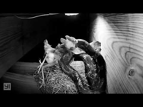 Oh Shit Robin Thick, Snake eats two baby birds in the nest 4x speed