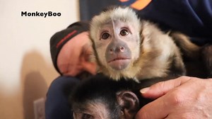 17K views · 2.4K reactions | Capuchin MonkeyBoo and his brother @MonkeyHappy have some Saturday night fun with their pet human Pete! Monkey snuggles, wrestling, monkey giving dental exam playroom jumps and more! Just a #MonkeyFun Saturday night! What do you like to do on a Saturday night? Always like and SHARE MonkeyBoo with a friend! #MonkeyBooCrew #MonkeyBoo #MonkeyHappy | MonkeyBoo | Facebook