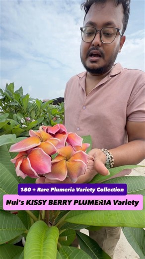 The Famous "Kissy Berry" Plumeria That Grows 100% Airbrushed Rainbow Petals! 150+ Variety Collection