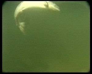 Laksefiskeri En Video Af Jens Ploug Hansen(Kavan 19344)