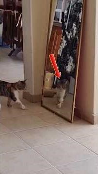 Epic Mirror Battles: When Animals Meet Themselves #shorts