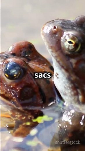 How Frogs Use Vocal Sacs to Communicate
