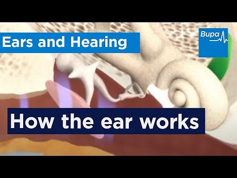How the ear works | Bupa Health