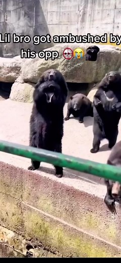 Hilarious Laughing Bear Meme Compilation